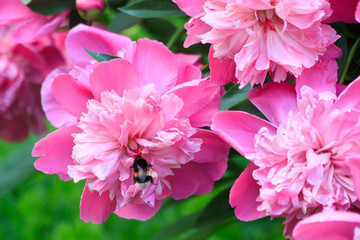 Fluffy little yellow-black worker insect bumblebee collects pollen on a large beautiful colorful...