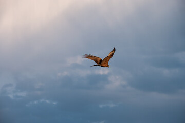 Rough-legged buzzard . Buzzard soars in the sky. Beautiful flying big bird of prey. 