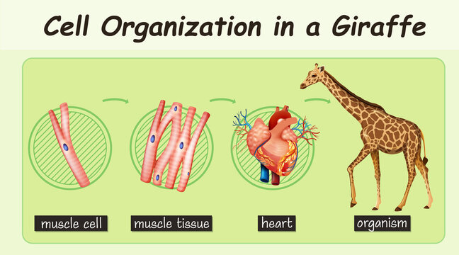 Diagram showing cell organization in a giraffe