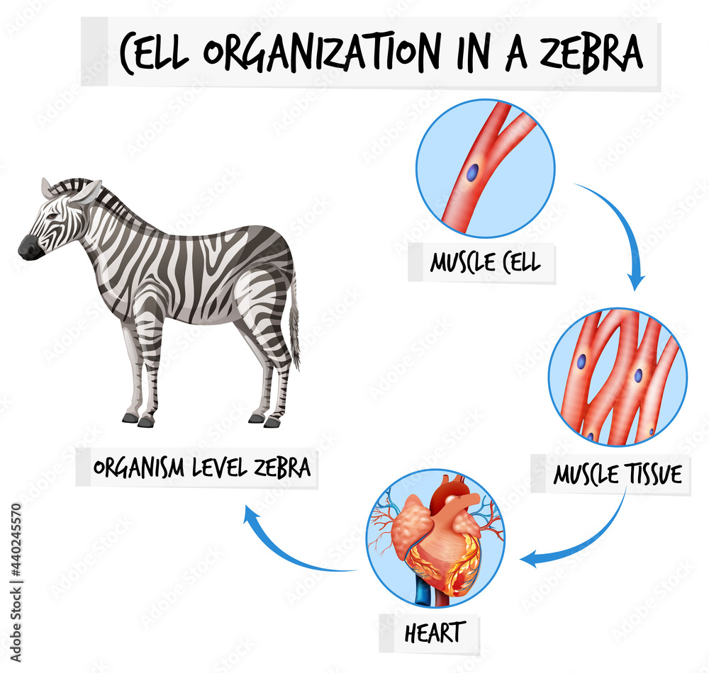 Poster diagram showing cell organization in a zebra