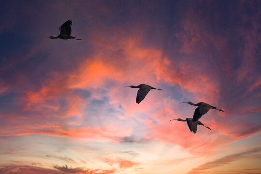 Moritos en el ocaso
