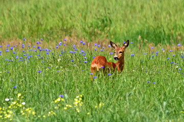 dzika natura, sarna © Edward