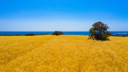Akamas Peninsula from Paphos, Cyprus, aerial view of sea coastline, wild beach, yellow landscape,...