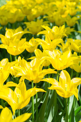 Fototapeta premium Field of yellow narcissuses in the sunlight. Many yellow flowers in the spring