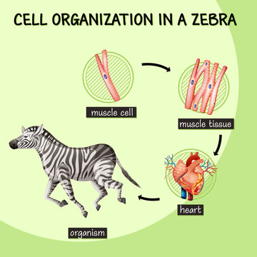 Diagram showing cell organization in a zebra