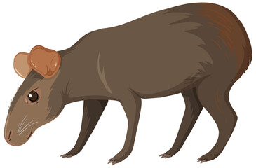 Capybara wild animal on white background