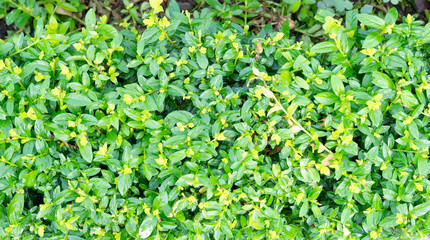 Griselinia Leaves Tropical shrub with green leaves, close up