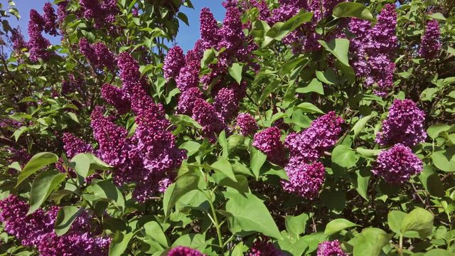 Beautiful view of blooming lilac tree.