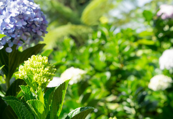 Young Hydrangea Serrata flower with green leaves on blurred background