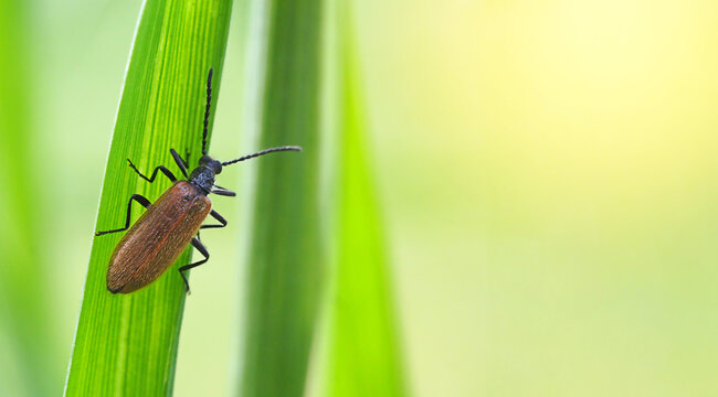 brown beetle on green grass macrophotography