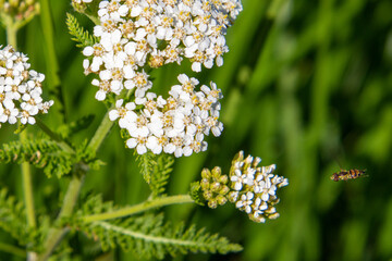 White flowers with foraging insects