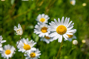 Obraz premium wild daisies flowers in the fields in the province of Quebec, Canada