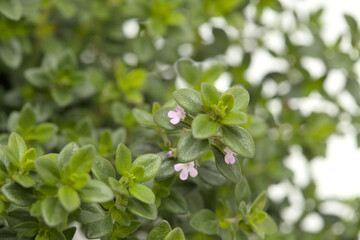 Thymus citriodorus AKA lemon thyme, isolated on white background