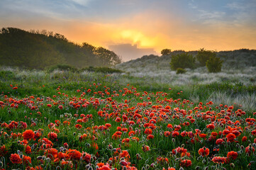 Sunset behind mist shrouded Castle and Dunes, and Oriental poppies in the Bamburgh sand dunes on...
