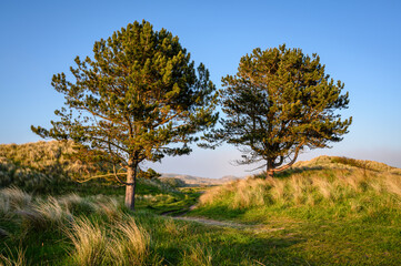 Two Pine Trees in Bamburgh Sand Dunes, on Northumberland's coastline AONB, as a sea fret approaches...