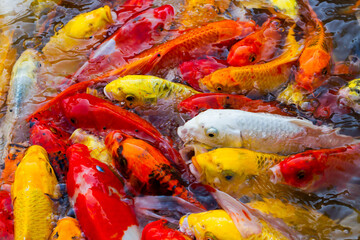 Obraz na płótnie Canvas beautiful colorful koi fish swimming in the pond.