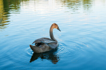 A white majestic swan floats in front of a wave of water. Young swan in the middle of the water. Drops on a wet head.