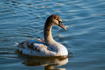 A white majestic swan floats in front of a wave of water. Young swan in the middle of the water. Drops on a wet head.
