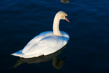 A white majestic swan floats in front of a wave of water. Young swan in the middle of the water. Drops on a wet head.