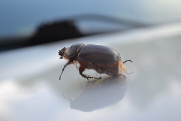 Beautiful big black beetle, on the background of nature.