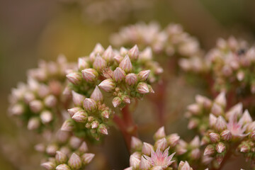 Flora of Gran Canaria -  Aeonium percarneum, succulent plant endemic to the island, natural macro floral background
