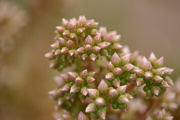 Flora of Gran Canaria -  Aeonium percarneum, succulent plant endemic to the island, natural macro floral background
