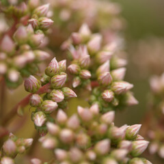 Flora of Gran Canaria -  Aeonium percarneum, succulent plant endemic to the island, natural macro floral background
