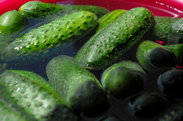 Green cucumbers in a pink bowl with water