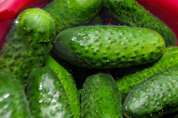 Green cucumbers in a pink bowl with water