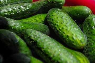 Green cucumbers in a pink bowl with water