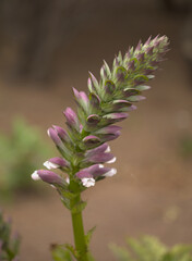 Flora of Gran Canaria -  Acanthus mollis, bear's breeches plant introduced to the Canary islands, natural macro floral background
