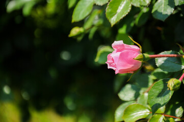 Obraz premium Green bush of pink roses on a sunny day with copy space