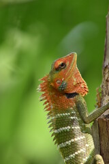 lizard on a tree