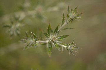 Flora of Gran Canaria -  Carlina salicifolia, species of thistle found in Macaronesia, natural macro floral background
