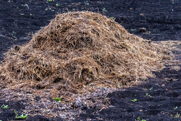 Lot of manure in garden in afternoon.