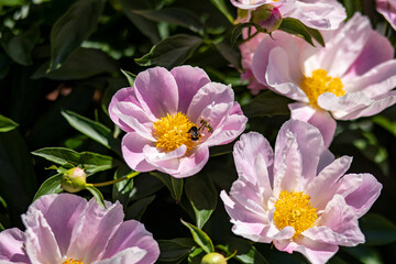 Fototapeta na wymiar flowers and bees