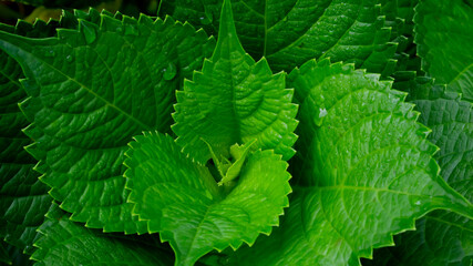 Hydrangea Serrata leaves are beautiful light green in the flower garden