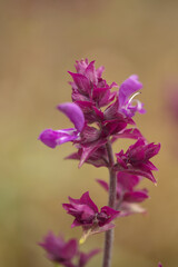 Flora of Gran Canaria - Salvia canariensis, Canary Island sage natural macro floral background
