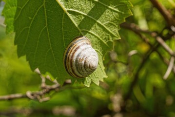 one big gray snail sits on a green leaf of a plant