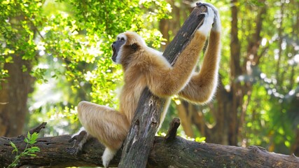 Brown gibbon primate on the tree branch yawning. Anatomically human-like anthropoid.