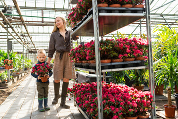 Little boy with a flower in a pot and his mom, a florist who pulls a cart with flowers in a greenhouse