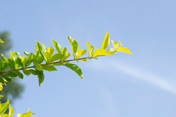 Bunch of paper flowers leaves or Bougenville blooming on a tree against a clear sky background