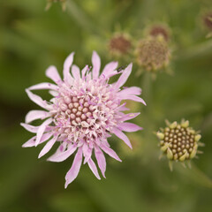 Flora of Gran Canaria - Pterocephalus dumetorus, mountain scabious endemic to the central Canary Islands, natural macro floral background

