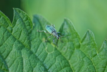 one small green beetle weevil sits on a leaf of a nettle plant in nature