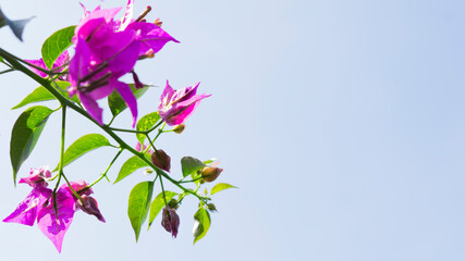 Bunch of paper flowers or Bougenville blooming on a tree against a clear sky background
