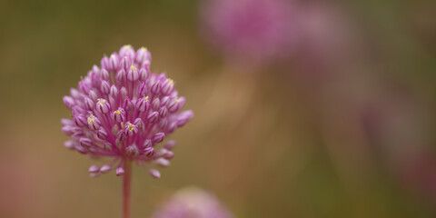 Flora of Gran Canaria -  Allium ampeloprasum, wild leek 