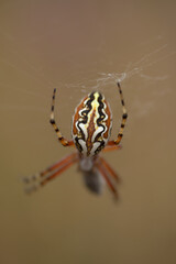 Fauna of Gran Canaria - Aculepeira armida natural macro floral background
