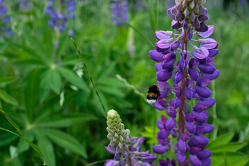 Lupinus, commonly known as lupin or lupine, is a genus of flowering plants in the legume family Fabaceae. with diversity centers in the Americas. They are widely cultivated as a food source.