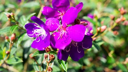 A purple flower that is blooming in the bright sun