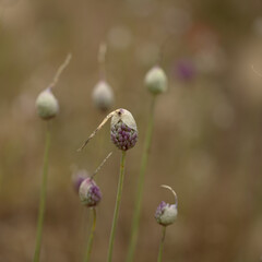 Flora of Gran Canaria -  Allium ampeloprasum, wild leek natural macro floral background

